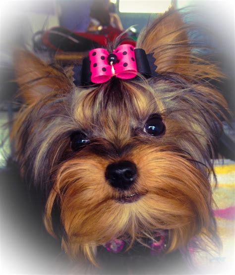 yorkshire terrier hair bows